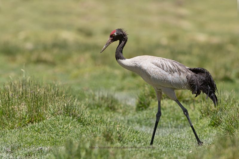 Black-necked Crane - Grus nigricollis