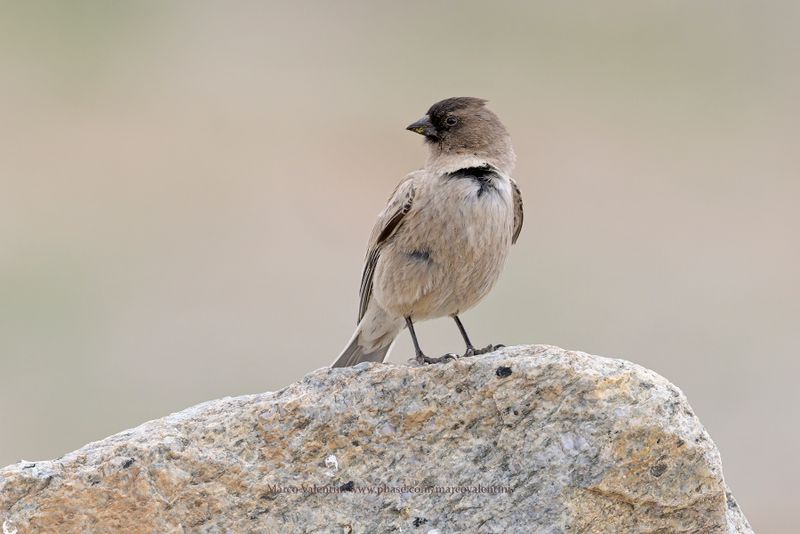 Black-headed Mountain Finch - Leucosticte brandti