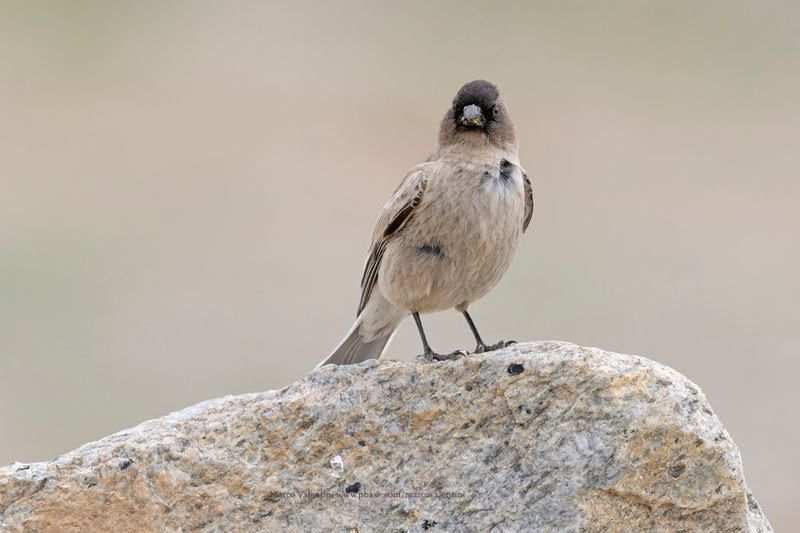Black-headed Mountain Finch - Leucosticte brandti