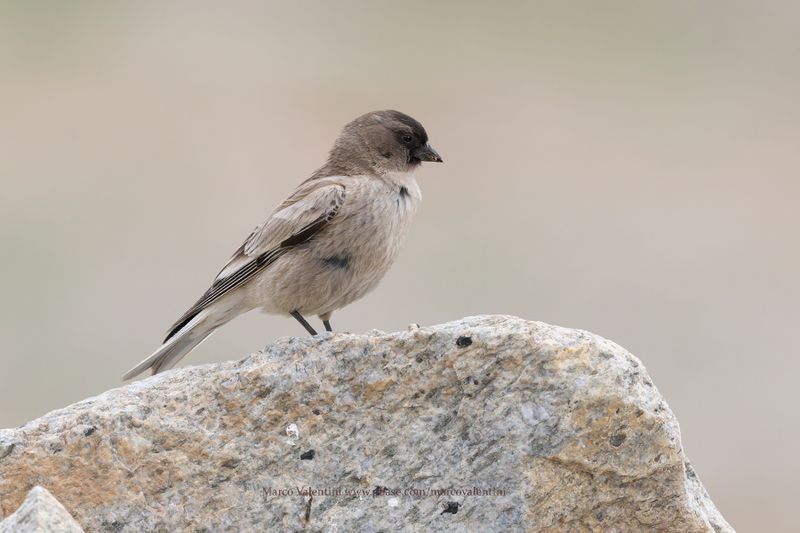 Black-headed Mountain Finch - Leucosticte brandti