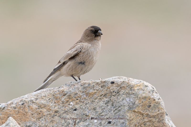 Black-headed Mountain Finch - Leucosticte brandti