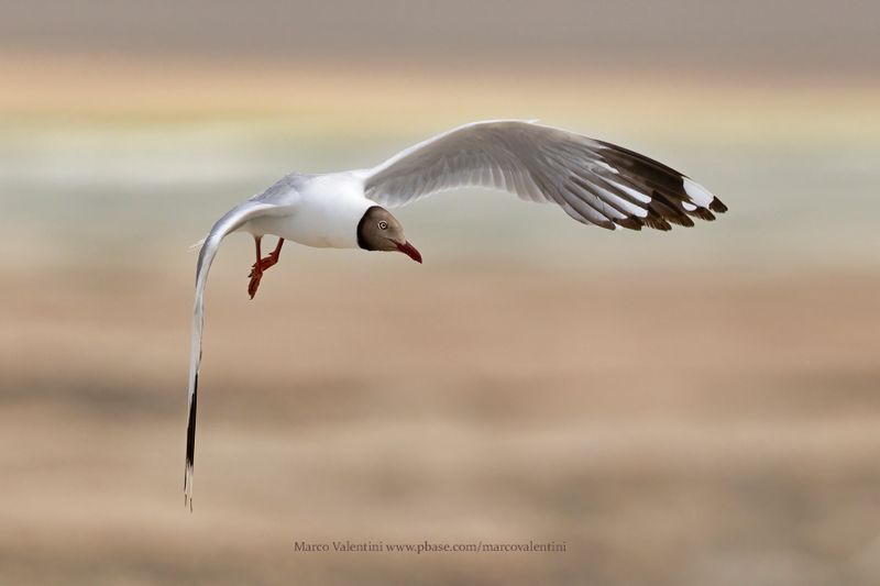 Brown-headed Gull - Chroicocephalus brunnicephalus