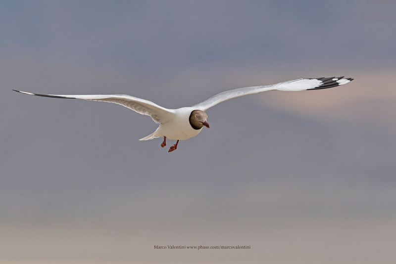 Brown-headed Gull - Chroicocephalus brunnicephalus