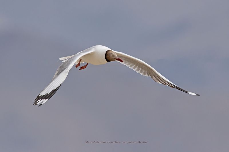 Brown-headed Gull - Chroicocephalus brunnicephalus