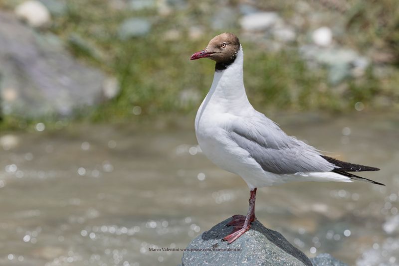 Brown-headed Gull - Chroicocephalus brunnicephalus