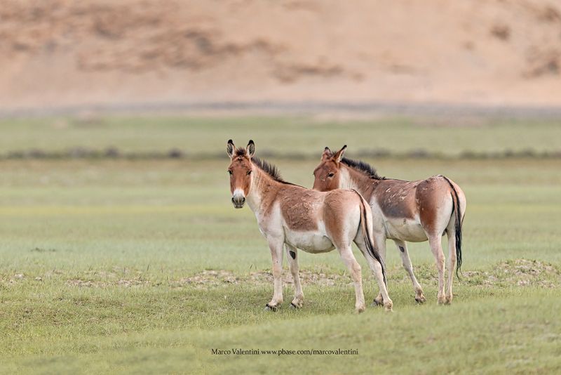 Tibetan Wild Ass - Equus kiang