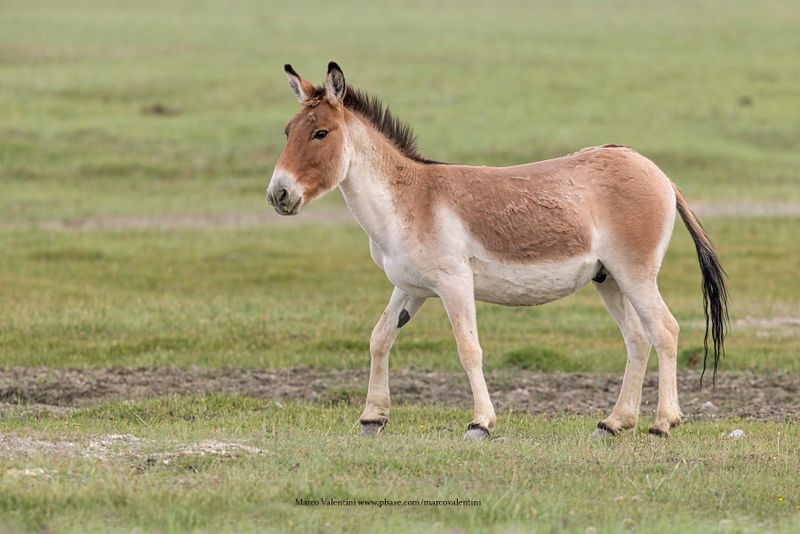 Tibetan Wild Ass - Equus kiang