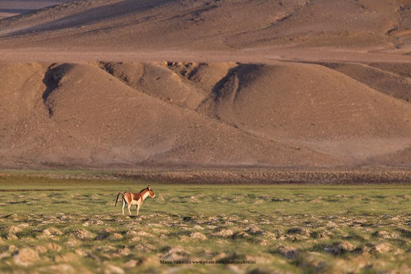 Tibetan Wild Ass - Equus kiang
