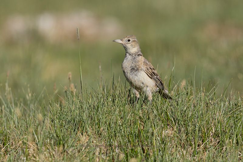 Tibetan Lark - Melanocorypha maxima
