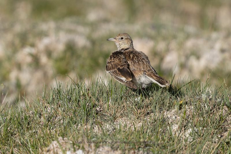 Tibetan Lark - Melanocorypha maxima