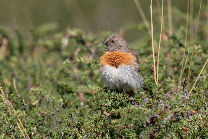 Robin Accentor - Prunella rubecoloides