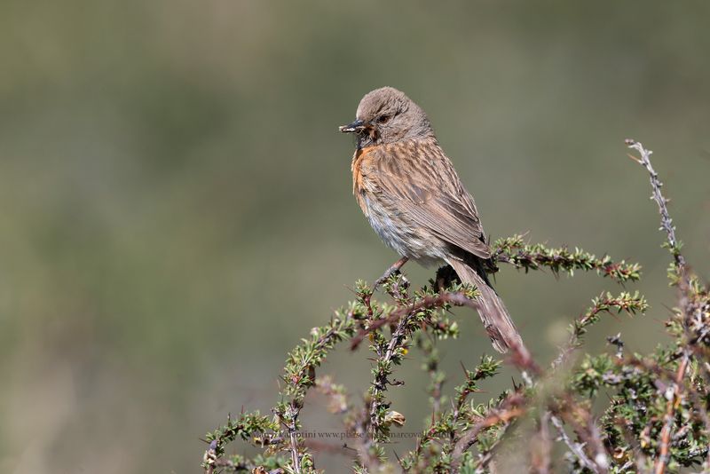 Robin Accentor - Prunella rubecoloides