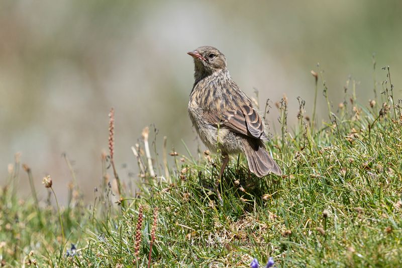 Robin Accentor - Prunella rubecoloides