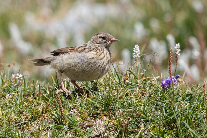 Robin Accentor - Prunella rubecoloides