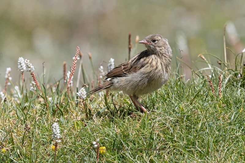 Robin Accentor - Prunella rubecoloides
