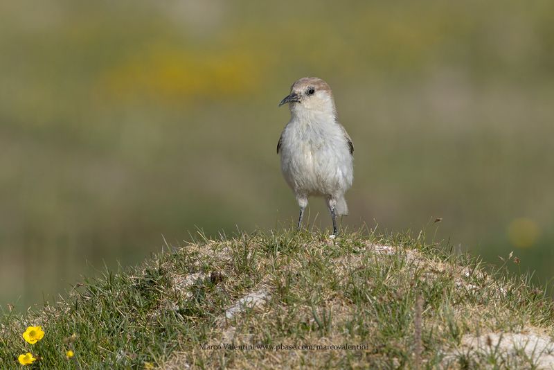 Ground Tit - Pseudopodoces humilis