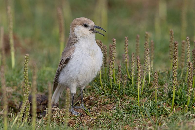 Ground Tit - Pseudopodoces humilis