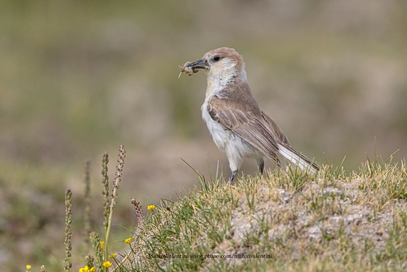 Ground Tit - Pseudopodoces humilis