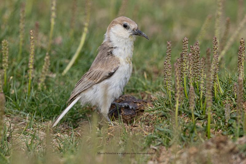 Ground Tit - Pseudopodoces humilis