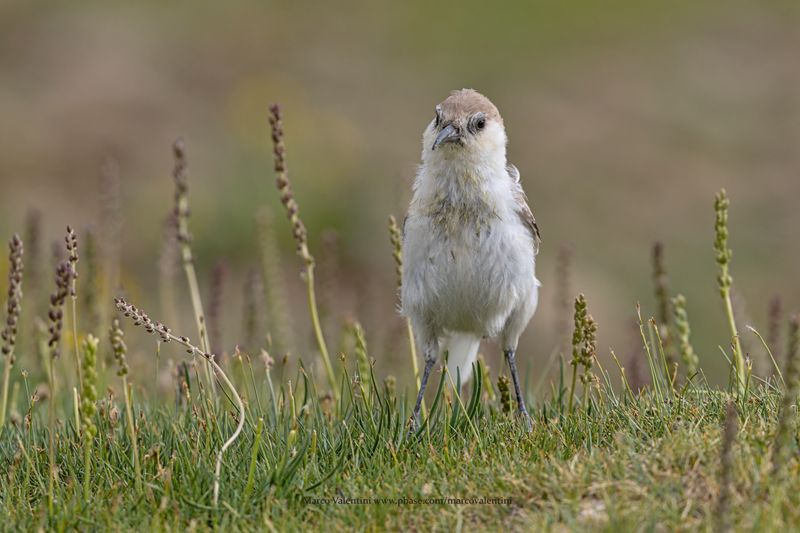 Ground Tit - Pseudopodoces humilis