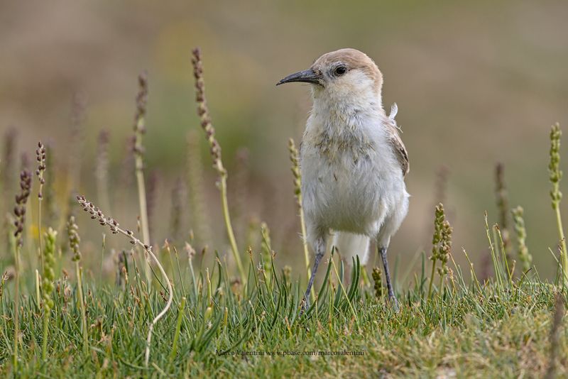 Ground Tit - Pseudopodoces humilis