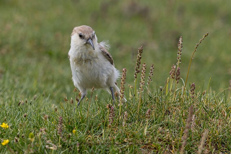 Ground Tit - Pseudopodoces humilis
