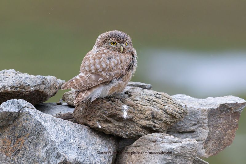 Little Owl - Athene noctua