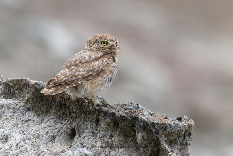 Little Owl - Athene noctua