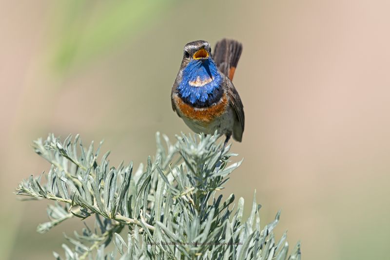 Bluethroat - Luscinia svecica
