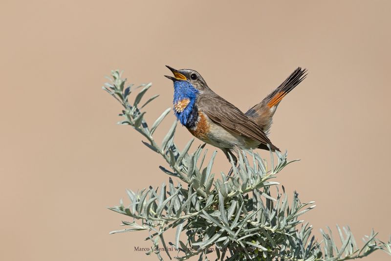 Bluethroat - Luscinia svecica