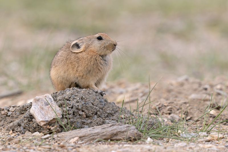 Plateau Pika - Ochotona curzoniae