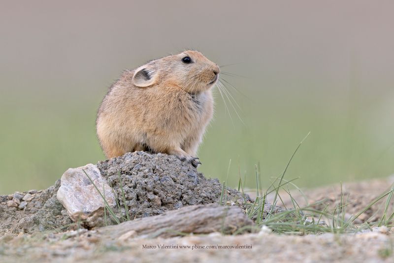 Plateau Pika - Ochotona curzoniae