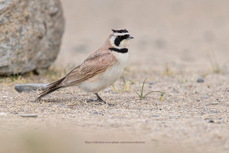 Horned Lark - Eremophila alpestris