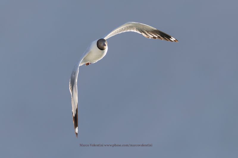 Brown-headed Gull - Chroicocephalus brunnicephalus