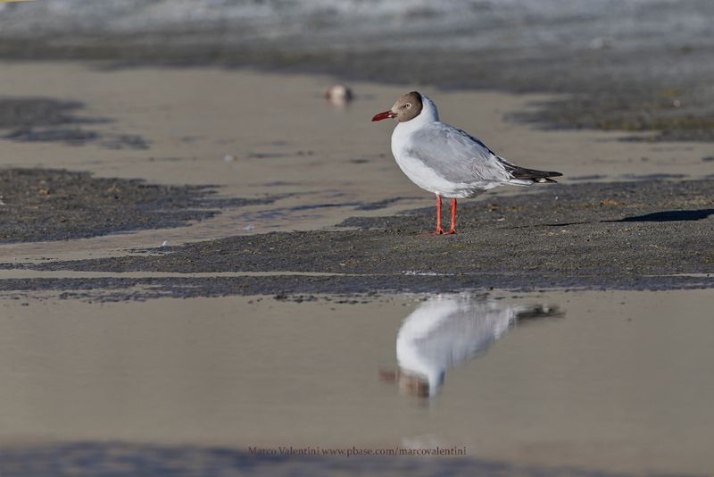 Brown-headed Gull - Chroicocephalus brunnicephalus