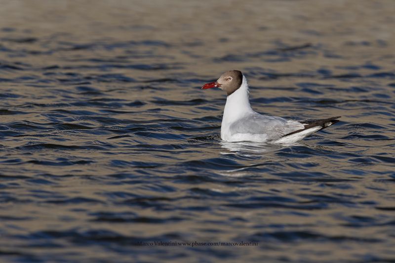 Brown-headed Gull - Chroicocephalus brunnicephalus