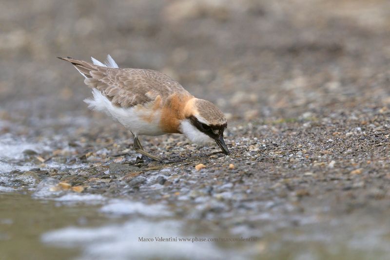 Tibetan Plover - Anarhynchus atrifrons