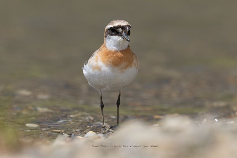 Tibetan Plover - Anarhynchus atrifrons
