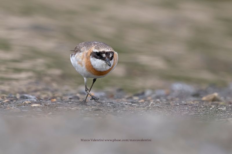 Tibetan Plover - Anarhynchus atrifrons