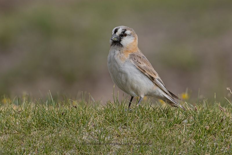 Blanford's Snowfinch - Pyrgilauda blanfordi
