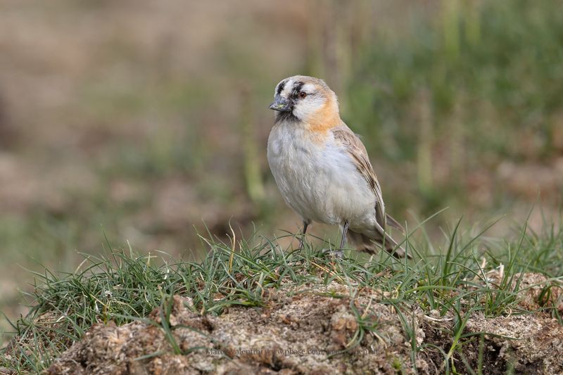 Blanford's Snowfinch - Pyrgilauda blanfordi