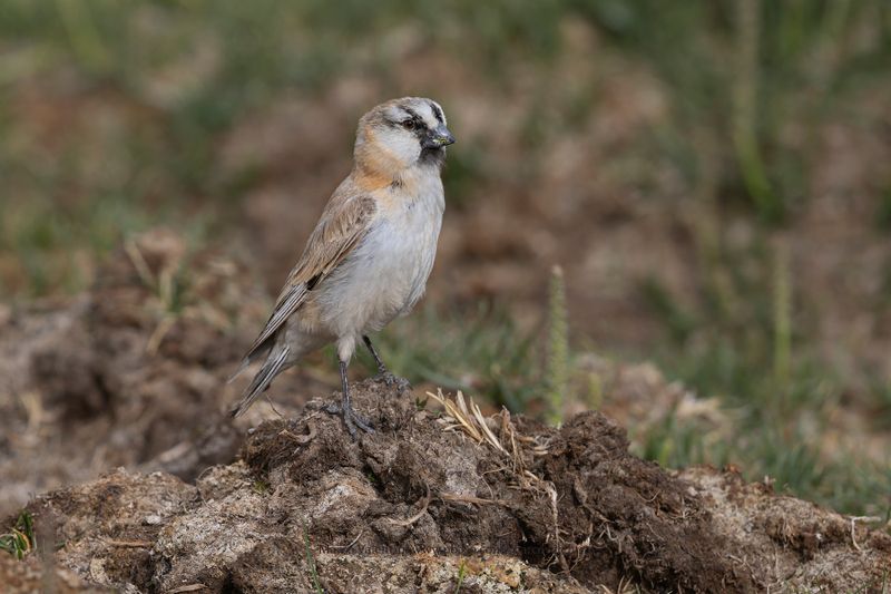 Blanford's Snowfinch - Pyrgilauda blanfordi
