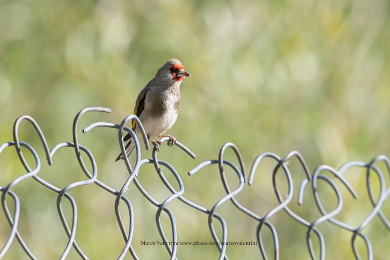 Gray-crowned Goldfinch - Carduelis caniceps