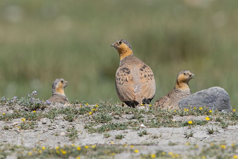 Tibetan Sandgrouse - Syrrhaptes tibetanus