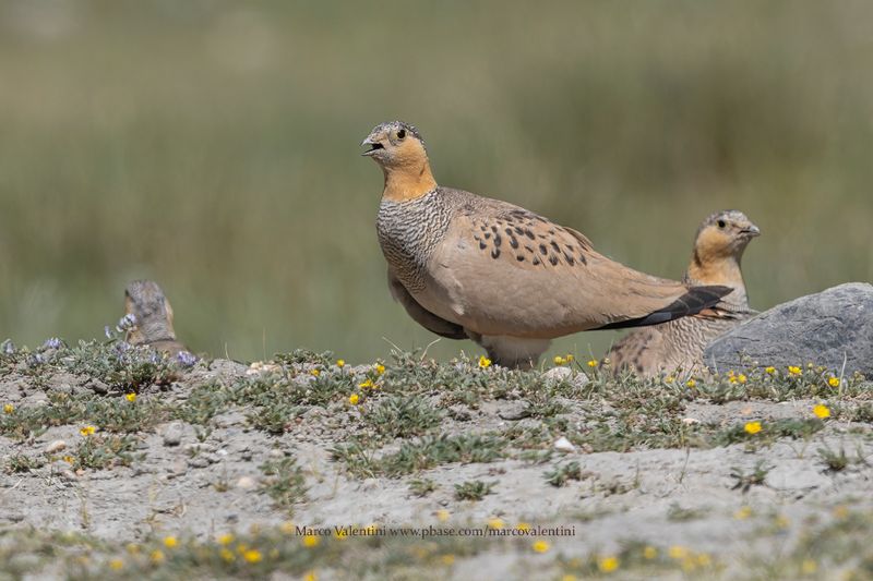Tibetan Sandgrouse - Syrrhaptes tibetanus