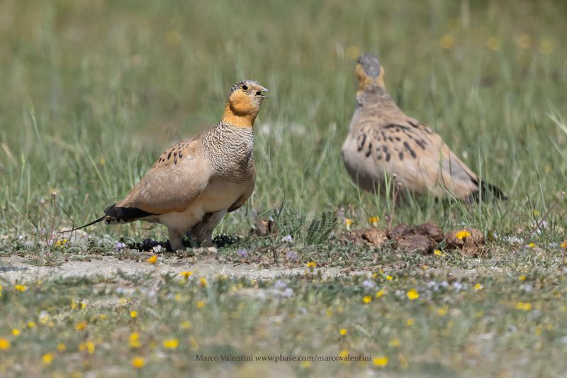Tibetan Sandgrouse - Syrrhaptes tibetanus