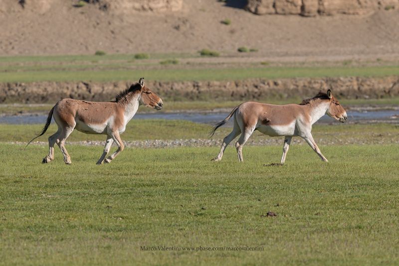 Tibetan Wild Ass - Equus kiang