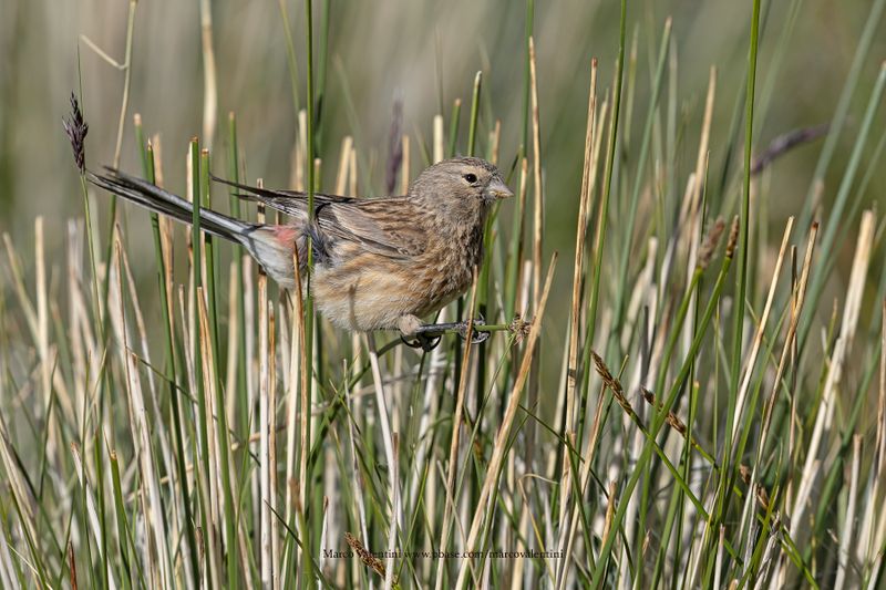 Twite - Linaria flavirostris