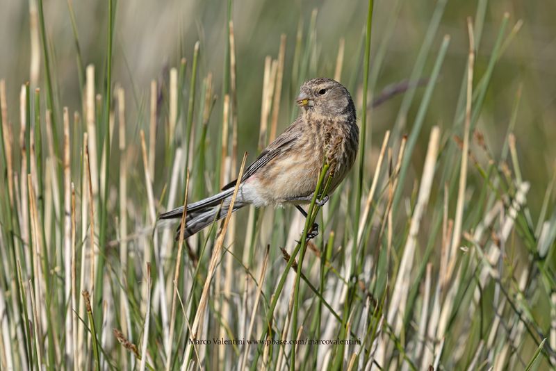 Twite - Linaria flavirostris