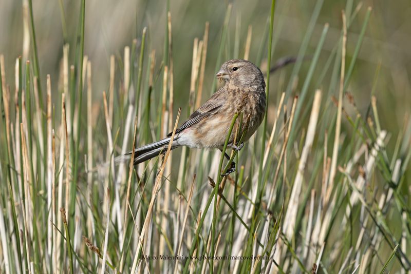Twite - Linaria flavirostris